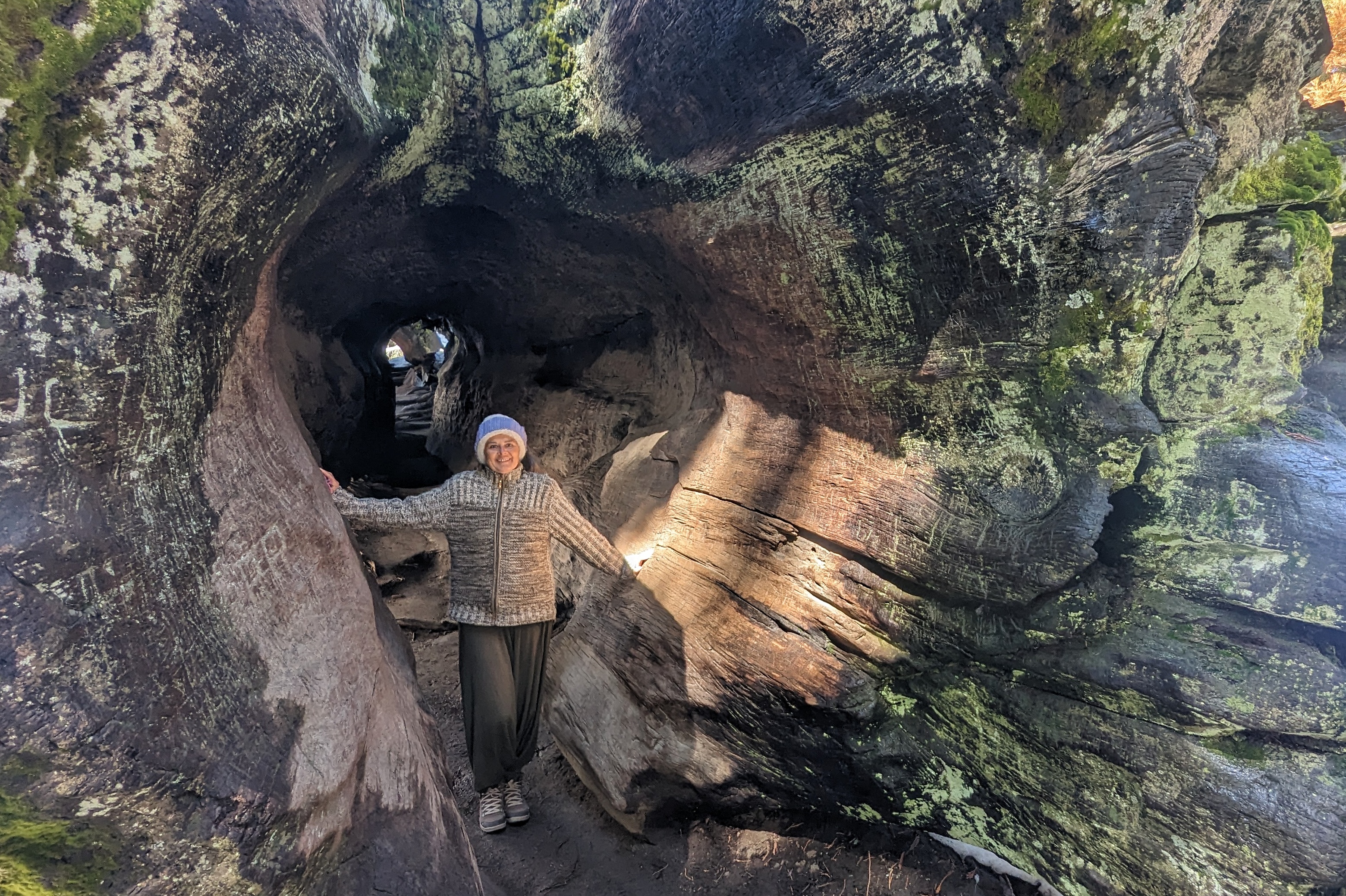 General Sherman Tree
